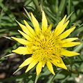 Flowers, El Dorado County.