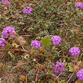 Plant.