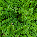 Plant.