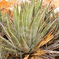 Plant.