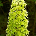 Plant.