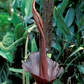 Amorphophallus rivieri