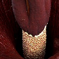 Amorphophallus rivieri