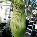 Amorphophallus titanum