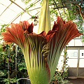 Amorphophallus titanum