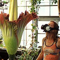 Amorphophallus titanum