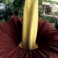 Amorphophallus titanum