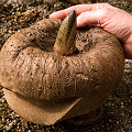 Amorphophallus titanum