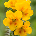Plant.