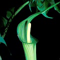 Arisaema japonica