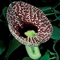 Aristolochia labiata