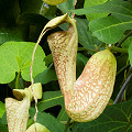 Aristolochia trilobata