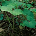 Asarum canadense