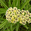 Plant.