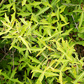 Plant.