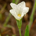 Plant.