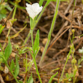 Plant.