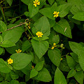 Plant.