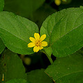 Plant.