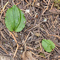 Plant.