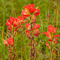 Plant.