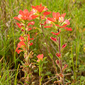 Plant.