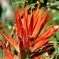 Castilleja parviflora