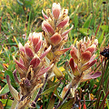 Castilleja rhexifolia