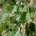 Santa Cruz County, Arizona.