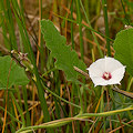 Plant.
