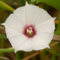 Plant.