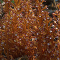 Corallorhiza maculata