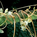 Cuscuta brachycalyx