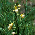 Cypripedium californicum