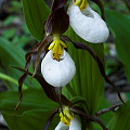 Cypripedium montanum