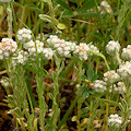 Plant.