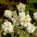 Plant.