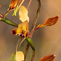 A very ornate orchid, Western Australia.