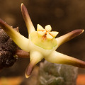 Flower in cultivation.