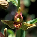 Epipactis gigantea 