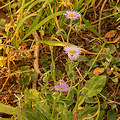 Plant.