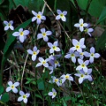 Houstonia caerulea