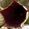 Huernia keniensis