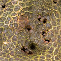 Ant holes, in cultivation, California.