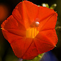 Ipomoea coccinea