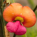 A marvelous legume, Western Australia.