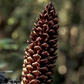 Growing in the woods in Josephine County, Oregon.