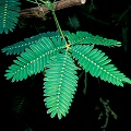 Mimosa pudica