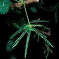 Mimosa pudica