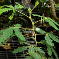 Mimosa pudica